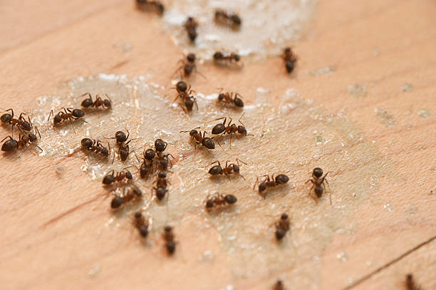 Trusted Grant City, MO Pest Control Experts
