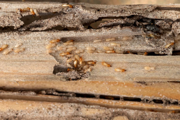 Flea Control Services in Grant City, MO