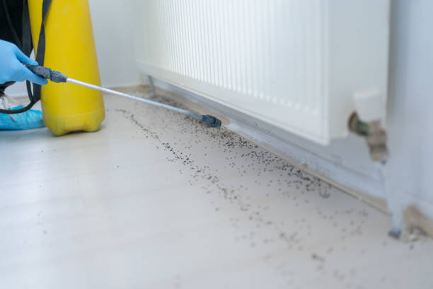 Wasp Removal Services in Grant City, MO